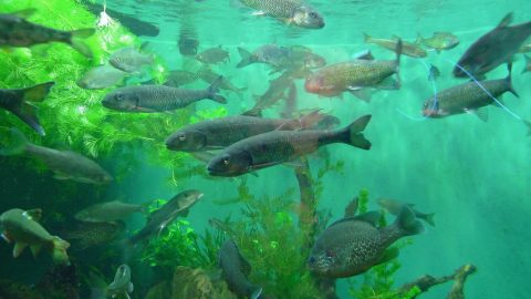 invasive atlantic salmon escape