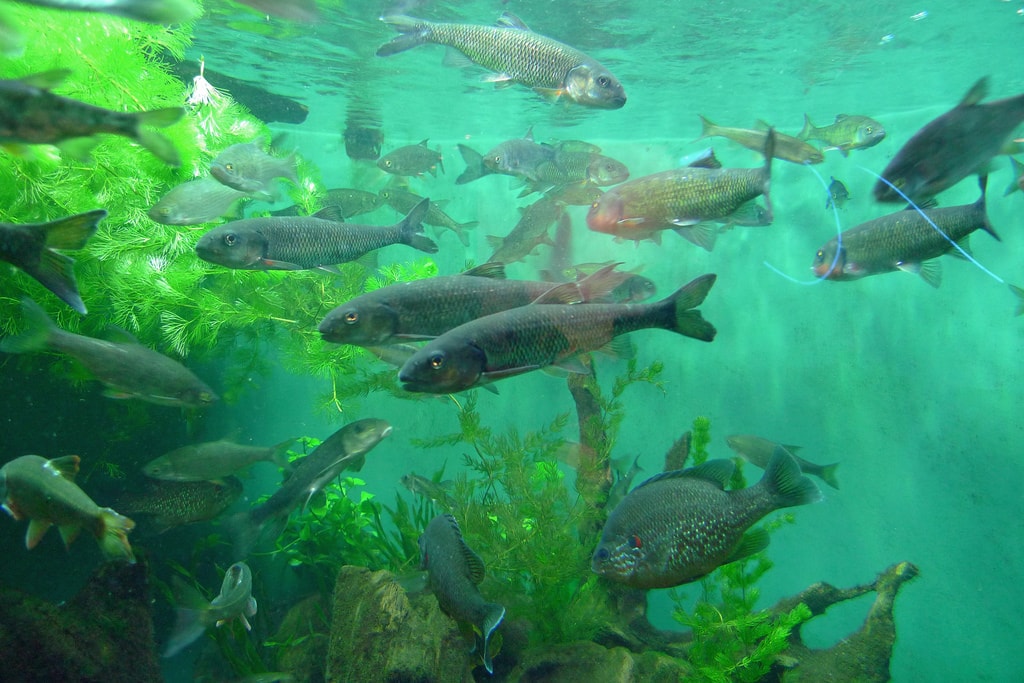 invasive atlantic salmon escape