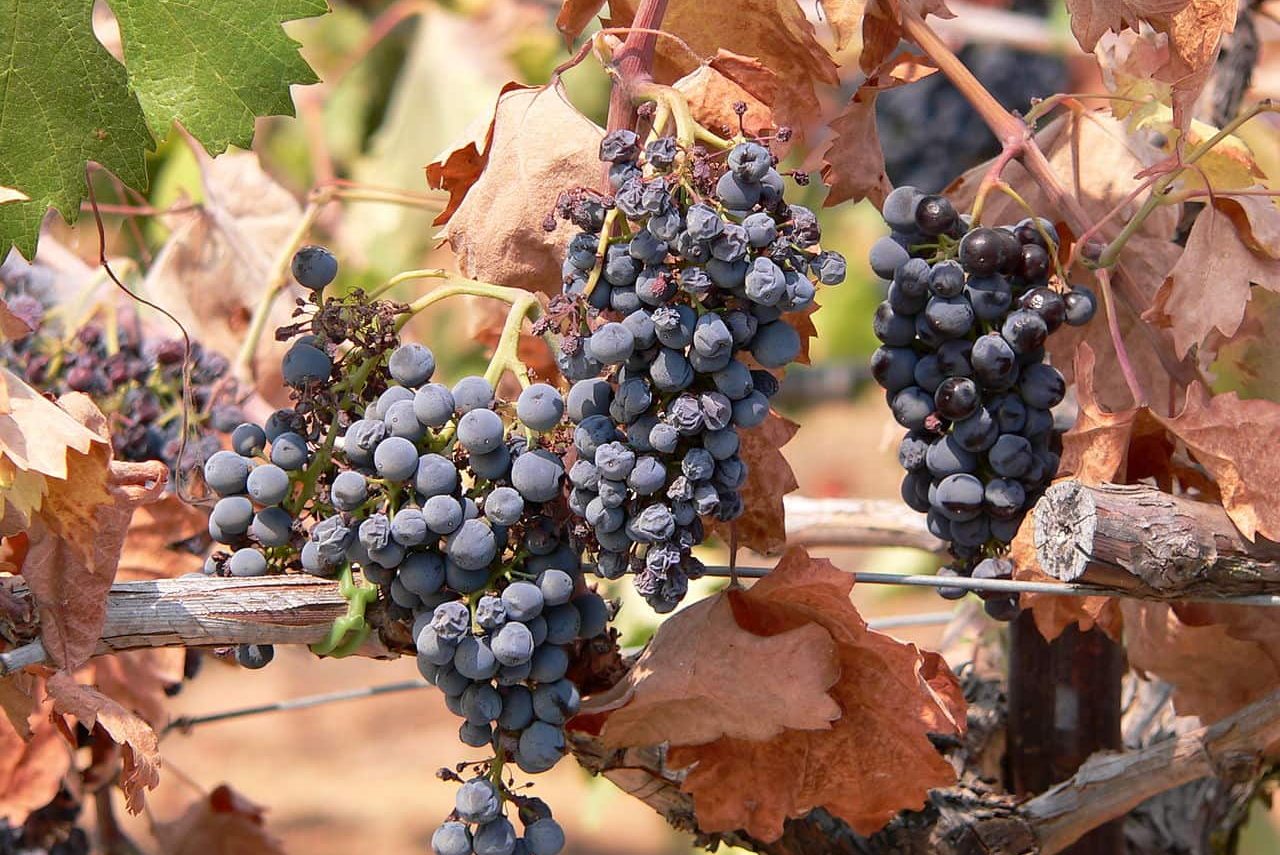 napa wine grapes