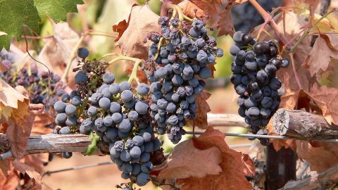 napa wine grapes