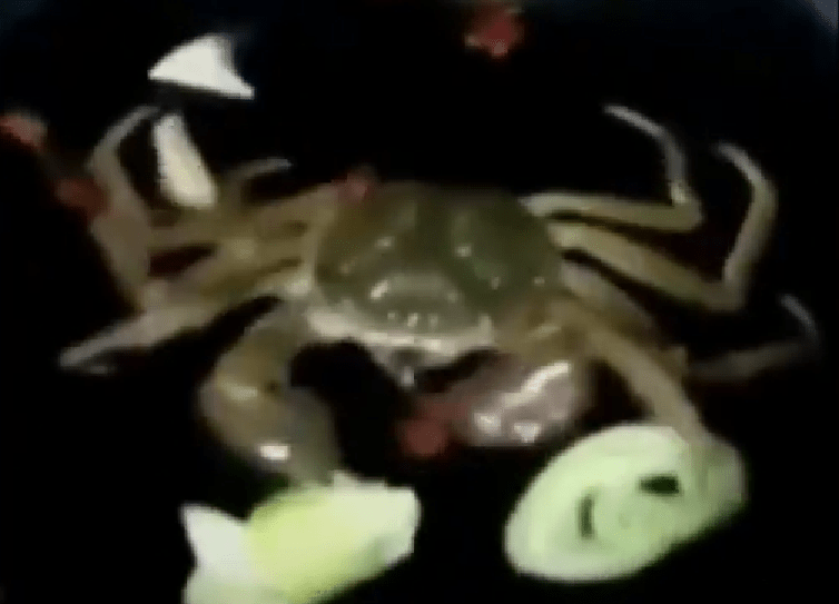 live crab eating veggies