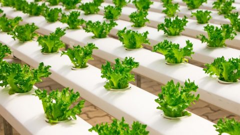 hydroponics in organic farming