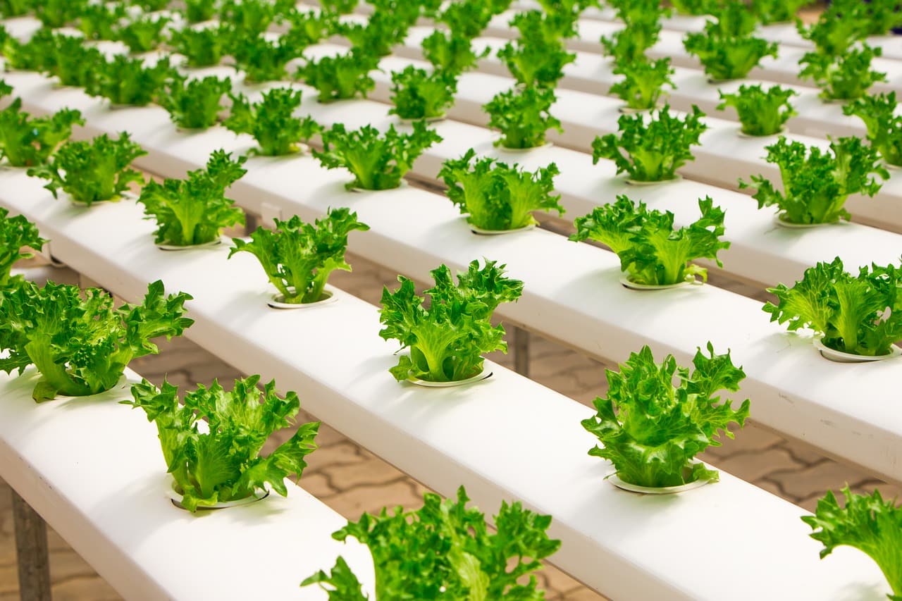 hydroponics in organic farming