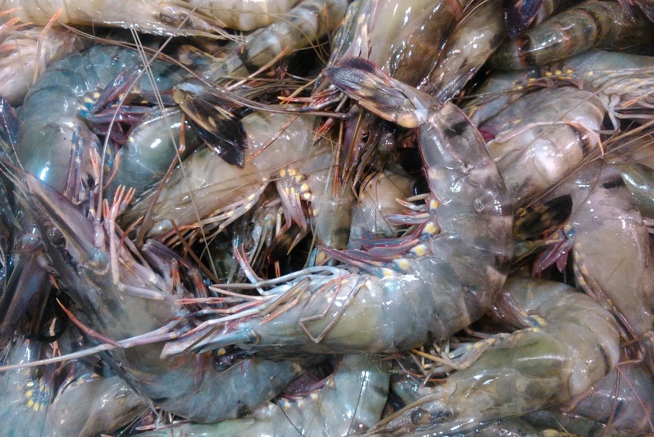 shrimp industry