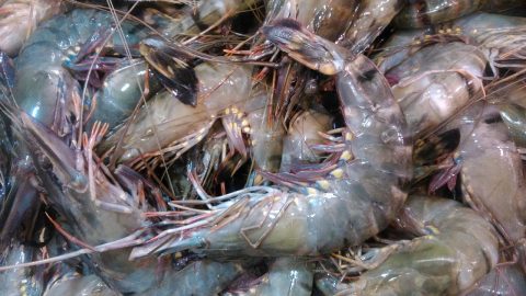 shrimp industry