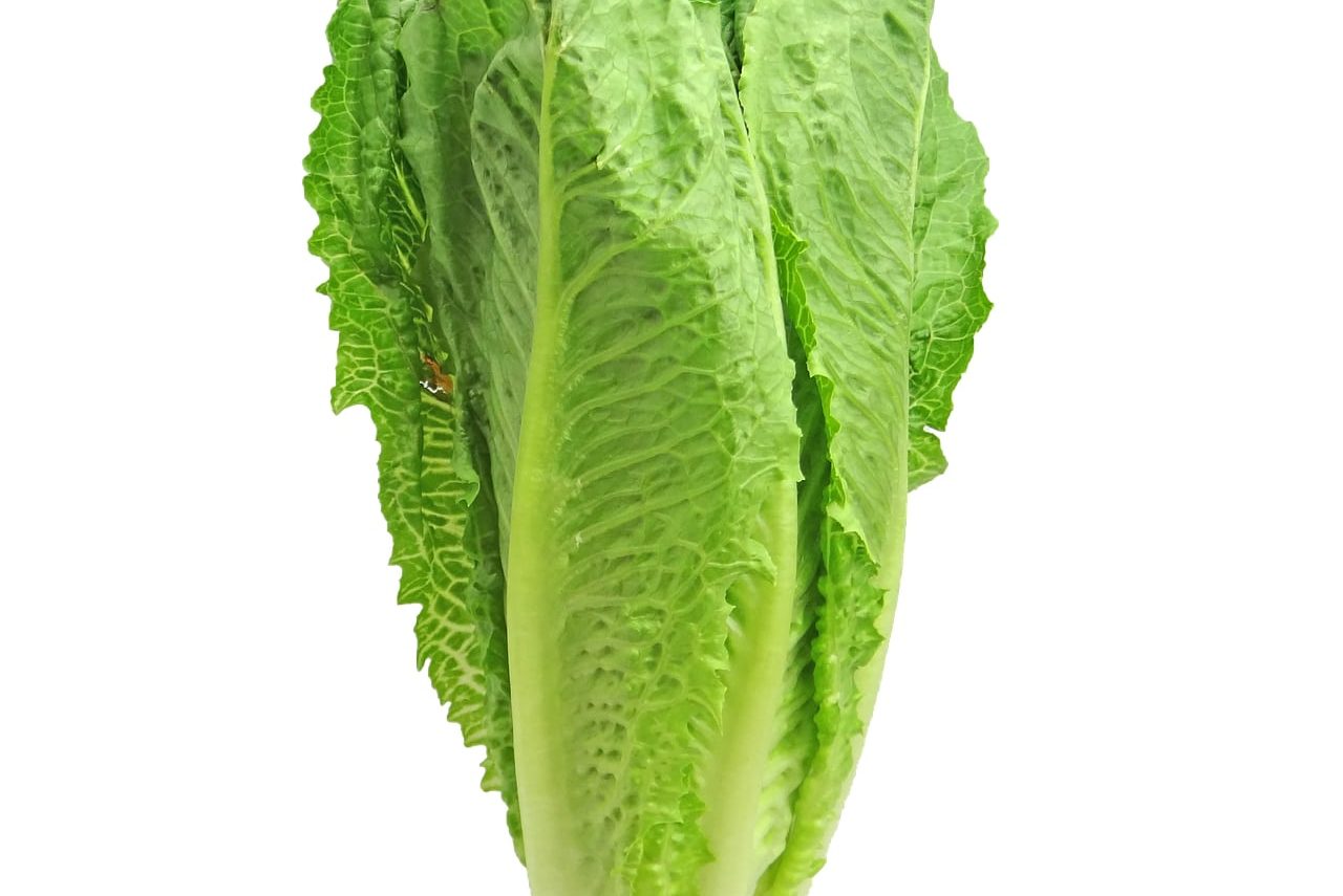 romaine lettuce outbreak