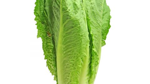 romaine lettuce outbreak