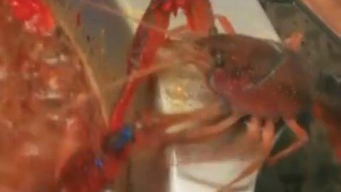 live crayfish escape