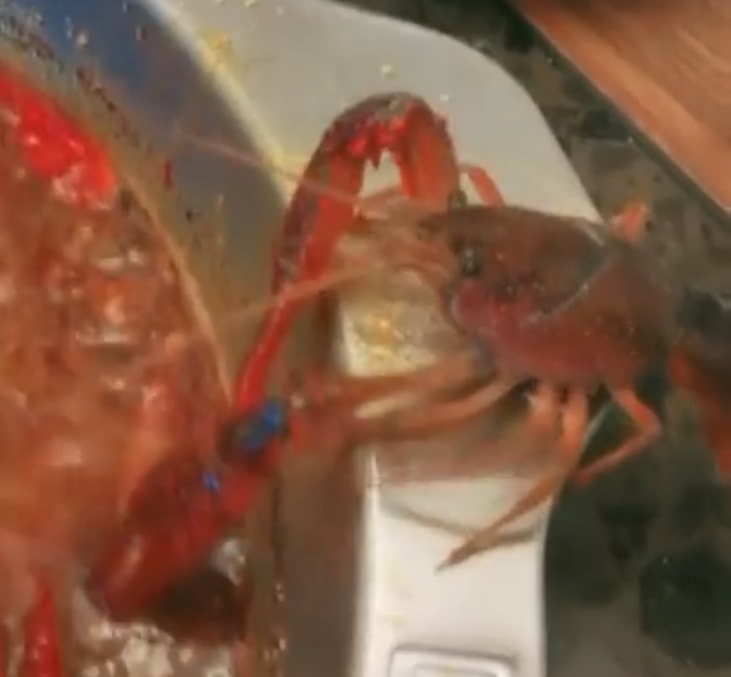 live crayfish escape