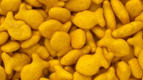 goldfish recall