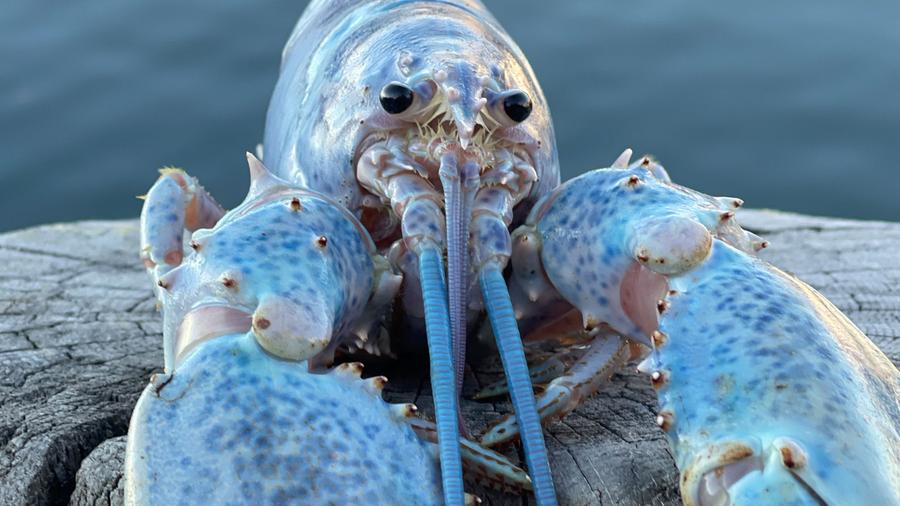 Haddie Cotton Candy Lobster